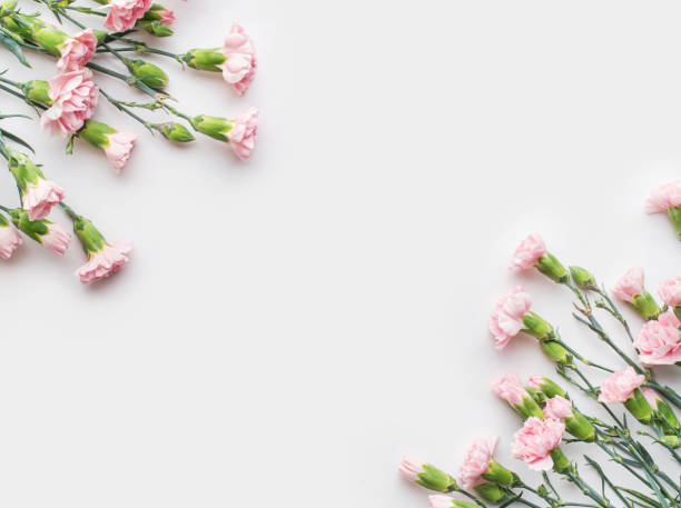 istock pink carnation flowers on white isolated background 1397480931