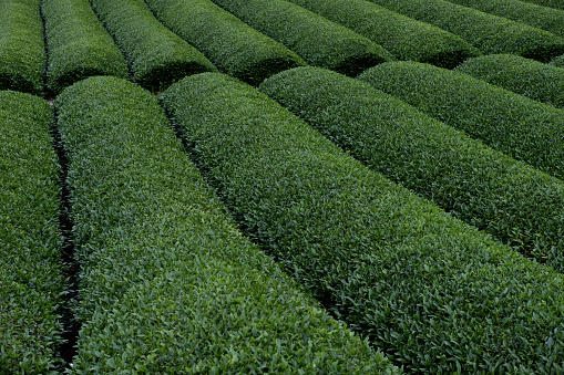 Image of Japanese tea plantation