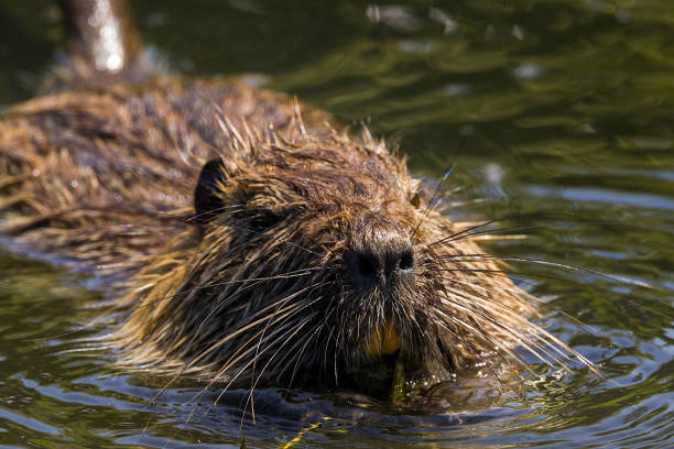 istock Close= up of a nutria 1397482328