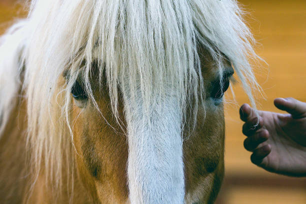 istock Close- up of a horse 1397482433