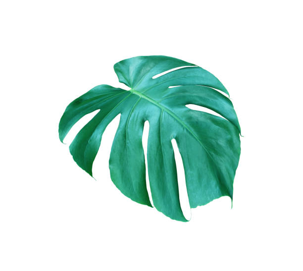 istock tropical jungle monstera leaves , Swiss Cheese leaf tree isolated on white background 1397483739