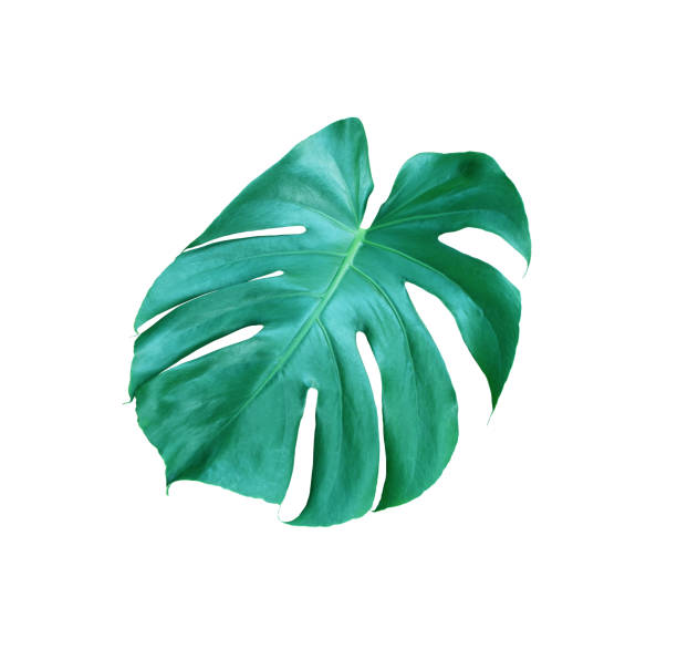 istock tropical jungle monstera leaves , Swiss Cheese leaf tree isolated on white background 1397483742