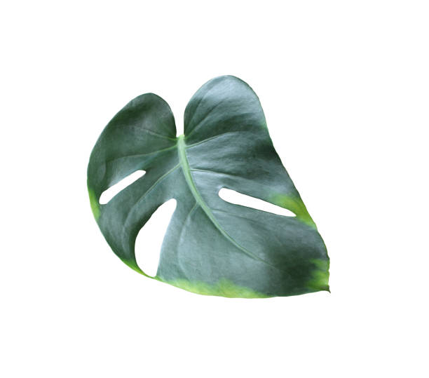 istock tropical jungle monstera leaves , Swiss Cheese leaf tree isolated on white background 1397483755