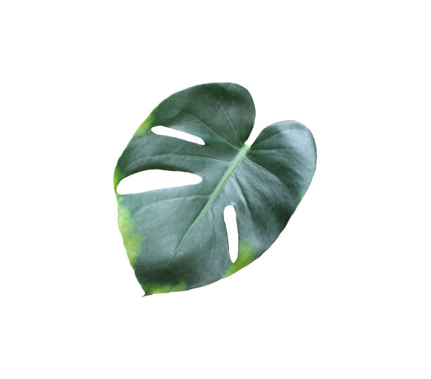 istock tropical jungle monstera leaves , Swiss Cheese leaf tree isolated on white background 1397483768