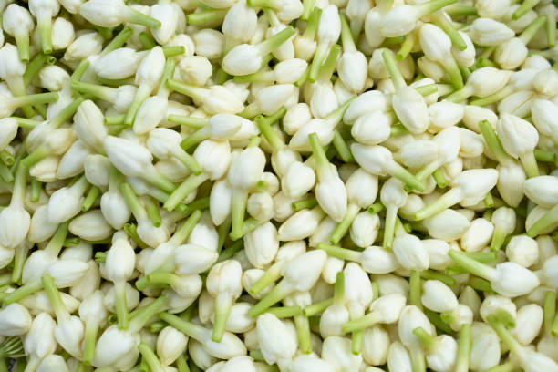 istock Jasmine flower on the top view, close up 1397483845