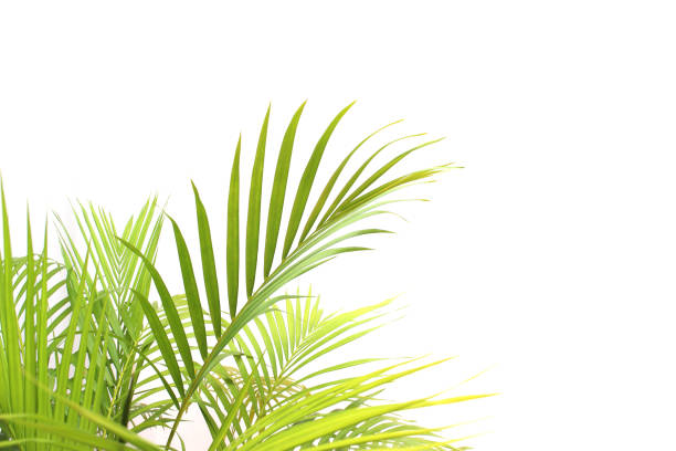 istock tropical green palm leaf on white wall background 1397484437