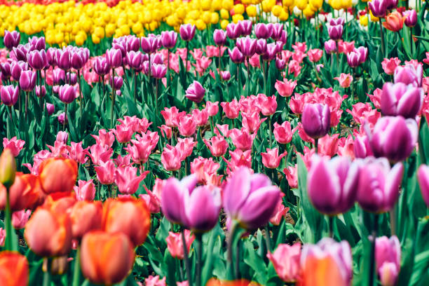 istock Field with many tulips of different colors. 1397484623