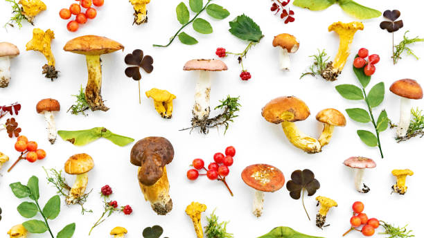 istock Forest mushrooms and berries isolated on white background.Flat lay mushrooms set. Russula, boletus, chanterelles for design template of culinary recipes. Photo collection of edible forest mushrooms. 1397484912