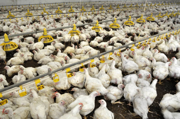 istock Farm for growing broiler chickens 1397485489
