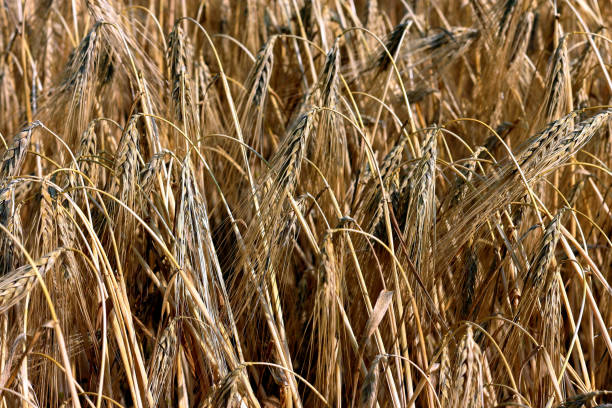 istock Golden grain (wheat or barley) field background during summer sunset light with details on kernels and straws. Golden straws and grain of barley wheat. Texture of a golden wheta field 1397485592