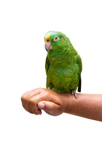 Vertical image with green parrot sitting on male hand. Front view of tame parrot.