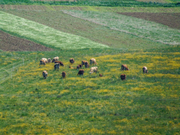 istock herd of cows grazing grass in the spring - Romania 1397486993