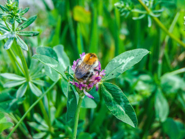 istock bumblebee on a flower in spring - Romania 1397487008