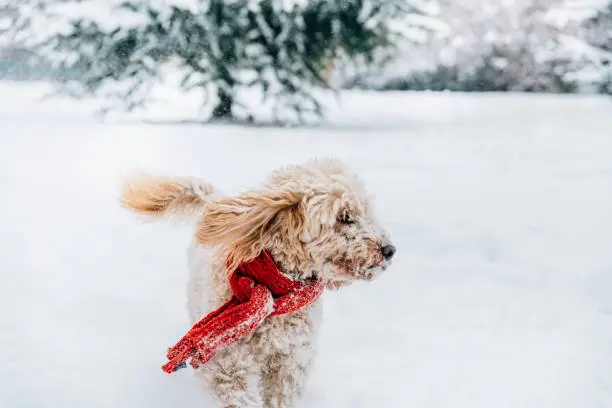 Photo of Happy dog having fun with snowflakes.