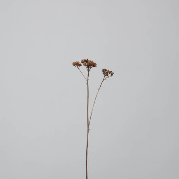 istock Minimal card with dried flower on light grey background 1397487166