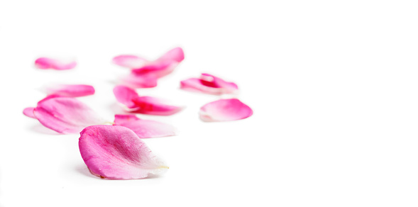 Pink rose petals isolated over white background. Floral border valentine design. Closeup flower pastel petals. Softness and purity.