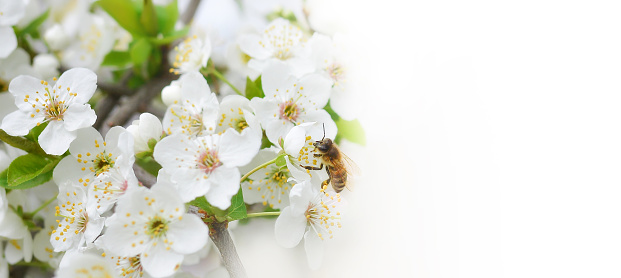 The bee sits on a flower of a bush blossoming cherry tree and pollinates him . Spring beautiful background.Copy space for text. Banner