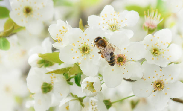 istock The bee sits on a flower of a bush blossoming cherry tree and pollinates him . Spring beautiful background.Banner 1397487607