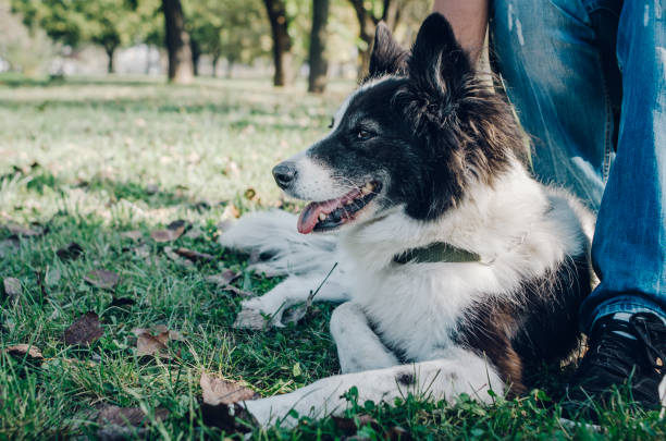 istock Dog playing in the park 1397488916
