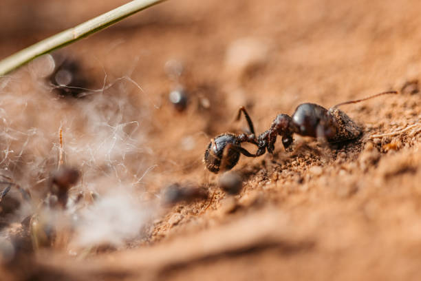 istock Ants on Dirt Ground Macro Shot 1397490927