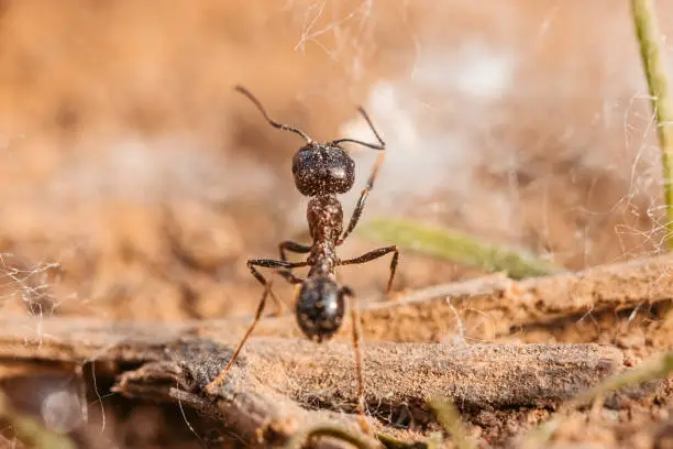 Photo of Ants on Dirt Ground Macro Shot