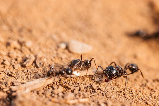 Ants crawling around the entrance to an ant hole on a dirt ground. Macro shot, nature macrophotography.
