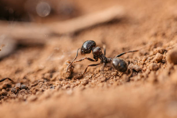 istock Ants on Dirt Ground Macro Shot 1397491526