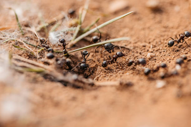 istock Ants on Dirt Ground Macro Shot 1397491545