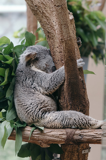 Image of sleeping koala clinging to a tree