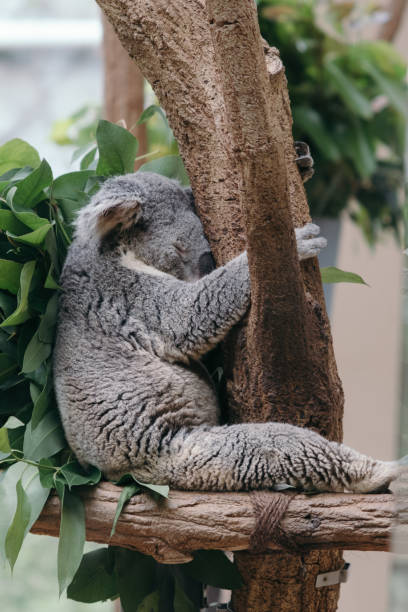 Image of sleeping koala clinging to a tree Image of sleeping koala clinging to a tree sleeping koala bear stock pictures, royalty-free photos & images
