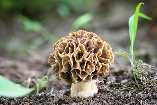 Shot of amazing, edible and tasty morel mushroom on blurred background - Czech Republic, Europe