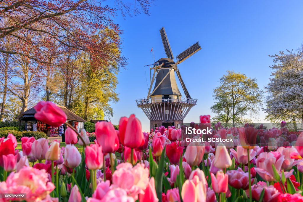 Lisse, Holland, Netherlands. Blooming colorful tulips flowerbed in Keukenhof public flower garden with windmill. Lisse, Holland, Netherlands. Keukenhof Gardens Stock Photo
