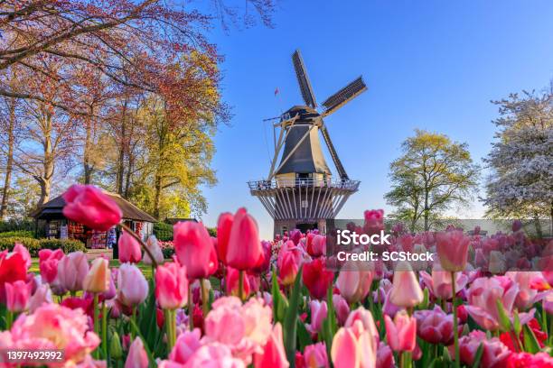 Lisse Holland Netherlands Stock Photo - Download Image Now - Keukenhof Gardens, Amsterdam, Lisse