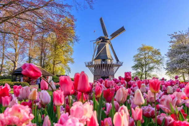 Blooming colorful tulips flowerbed in Keukenhof public flower garden with windmill. Lisse, Holland, Netherlands.