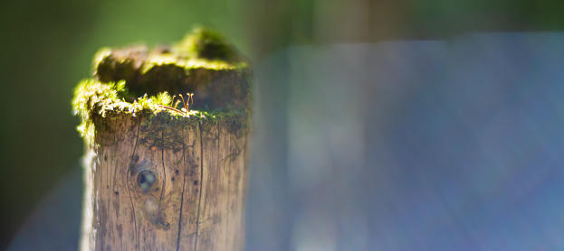 Panoramic banner background with close-up of moss on a stump in the forest. Beautiful natural landscape. Selective focus in the foreground with a heavily blurred background with copyspace.