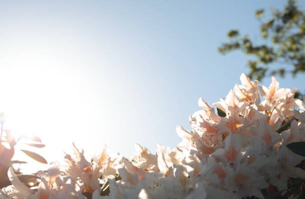 istock Delicate white flowers against the sky 1397493143