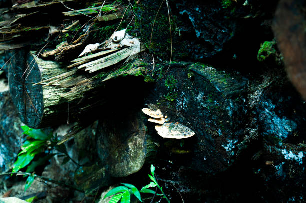 istock Basianshan National Forest Recreation Area 1397495334