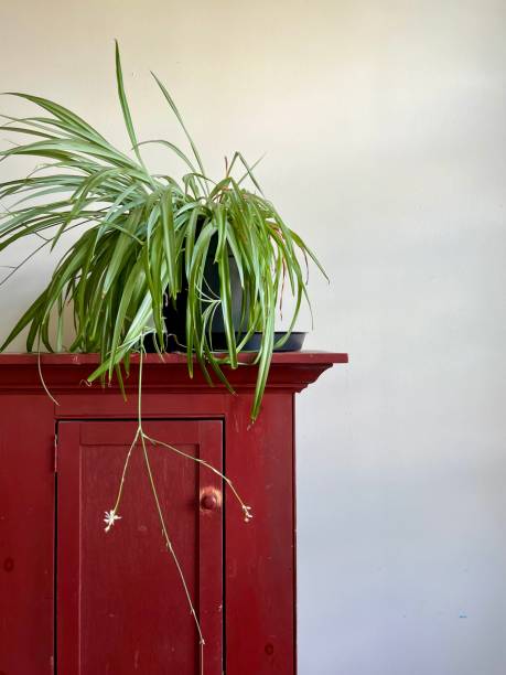 istock Spider Plant on Red Antique Cupboard 1397496601