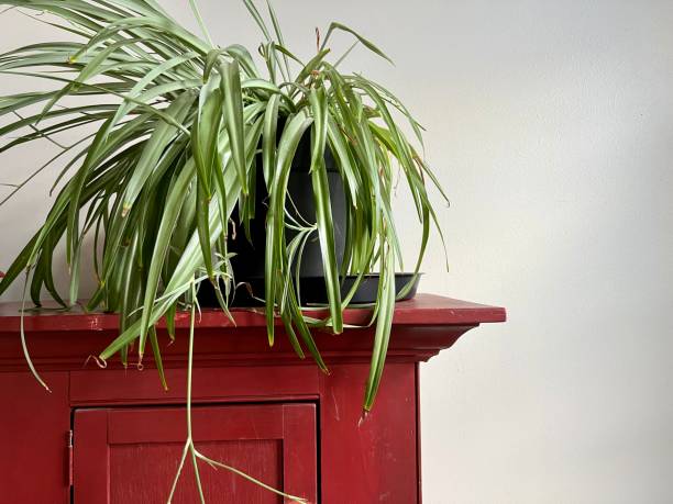 istock Spider Plant on Red Antique Cupboard 1397496632