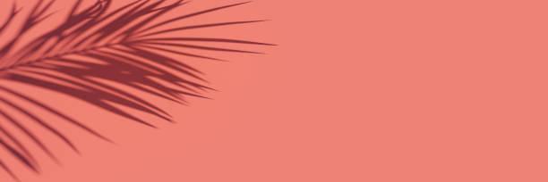 istock Palm leaf shadow on coral pink background 1397498217