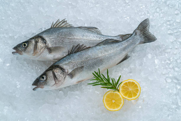 Raw Seabass fish Robalo fresh seafood two fishes on ice with lemon and rosemary copy space Raw Seabass fish Robalo fresh seafood two fishes on ice with lemon and rosemary leaving a copy space sea bass stock pictures, royalty-free photos & images