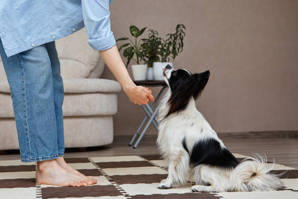 istock The owner works out at home with her dog. 1397499338