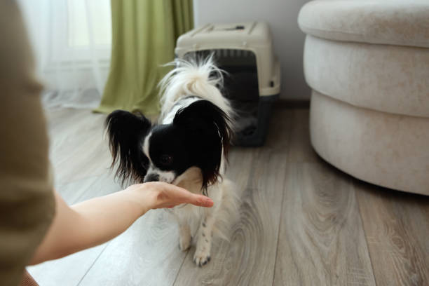 istock The owner works out at home with her dog. 1397499339