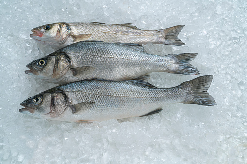 Raw Seabass fish Robalo three fishes in a row fresh seafood fish catch on ice