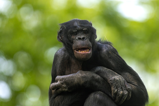 Close up portrait of a 10-month-old baby chimpanzee smiling with room for text