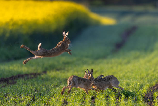 Jumping brown hares stock photo