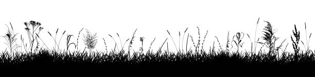 istock Meadow with wild weeds and grass, silhouette. Background of grassland. Vector illustration 1397499649