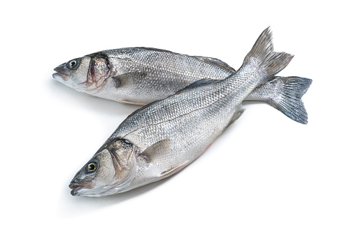 Raw Seabass fish Robalo fresh seafood two fishes isolated on white background