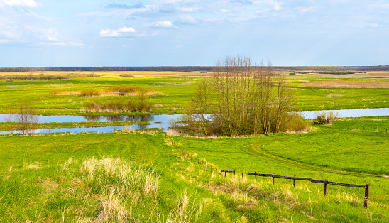 Panoramic view of Biebrza river wetlands and bird wildlife reserve during spring nesting period in Burzyn village in Podlaskie region of Poland