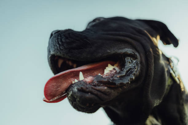 istock Dog in the field 1397500628